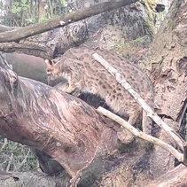 Metsäkissa muistuttaa paljon kotikissaa, mutta on pitkäkarvaisempi ja rotevampi.