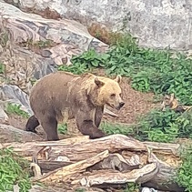 Karhu on Suomen kookkain petoeläin, mutta syö enimmäkseen kasvisravintoa.