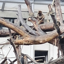 Apinoilla riitti puuhaa.